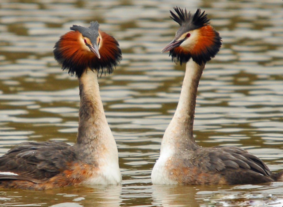 Gm bird of the day

Great crested grebe