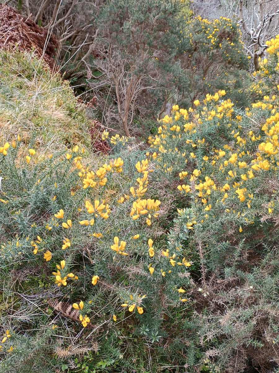 TCV Scotland tweet media