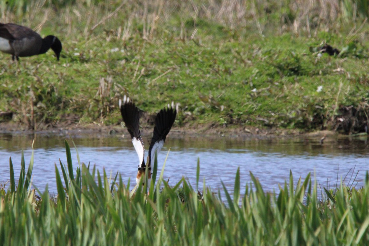 Beaulieu Biology (@beaulieubio) on Twitter photo We went birding today to try and get ready to teach biology again. <a href="/KJF239/">🐅Kathy Freeston 🐅</a> can you guess what the flappy bird is on the last photo? I have a proper photo of it, but I liked this one. We went birding today to try and get ready to teach biology again. <a href="/KJF239/">🐅Kathy Freeston 🐅</a> can you guess what the flappy bird is on the last photo? I have a proper photo of it, but I liked this one.