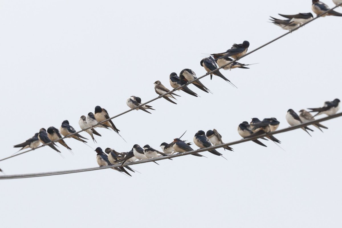 Great to see the hirundines all hanging out together at Stanborough GPs. Swallows, Sand Martins and House Martins. Also had scope views of the Greenshank, Wheatears and Yellow Wagtail. #hertsbirds