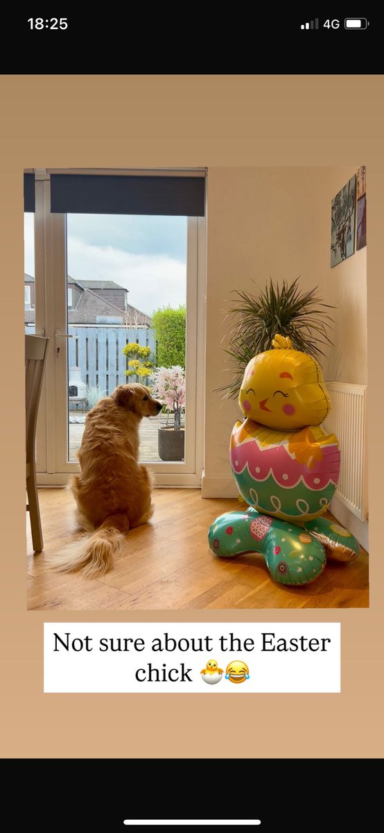 Only one winner here 🐕 v 🐣