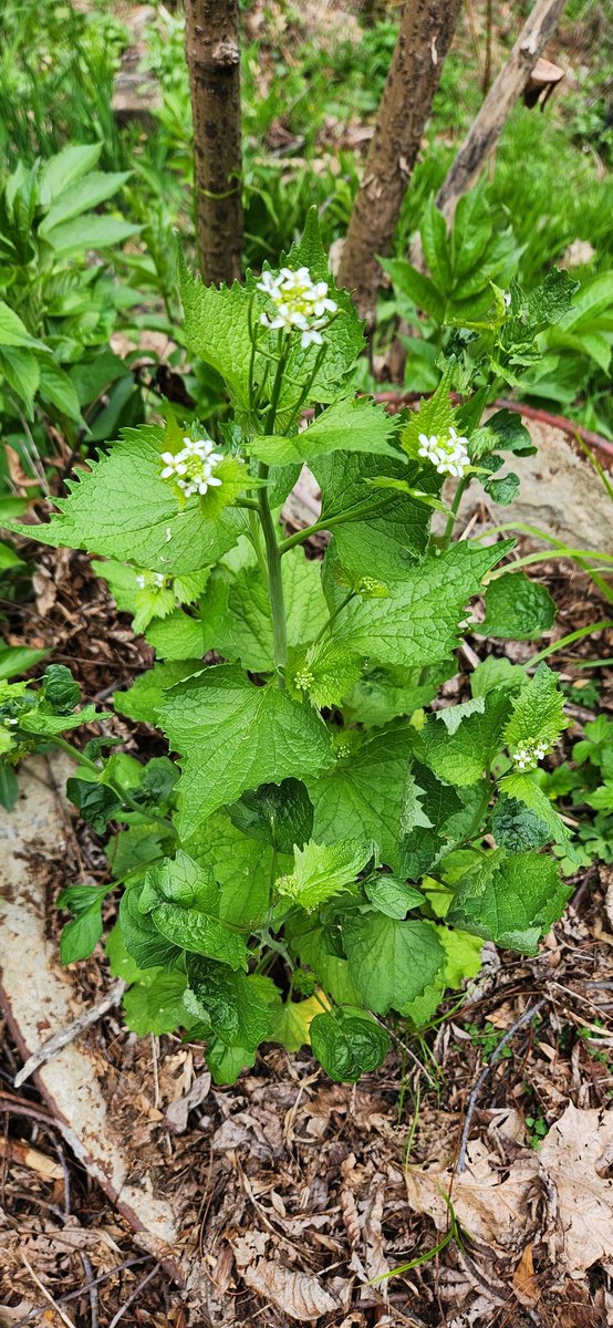 BeasleyJ43172's tweet image. This is garlic mustard. It gtows wild in spring where I live. It has a mild mustard garlic taste, good in salads.