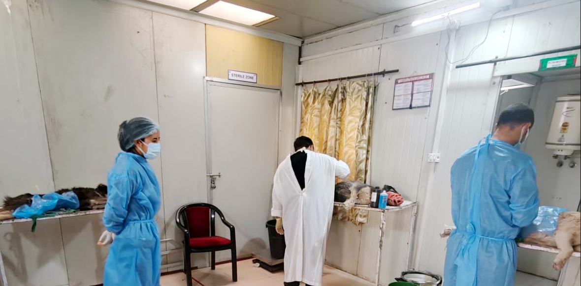 topnorthnews's tweet image. Leh. The ABC&amp;amp;AR team of Animal Husbandry Department of Leh successfully conducted a five-day Animal Birth Control (ABC) and Anti-Rabies camp at Kayray village from 16th April to 20th April 2025. 
#lehnews #ladakhnews #utladakh #dogs #birthcontrol #animalbirthcontrol #kayray