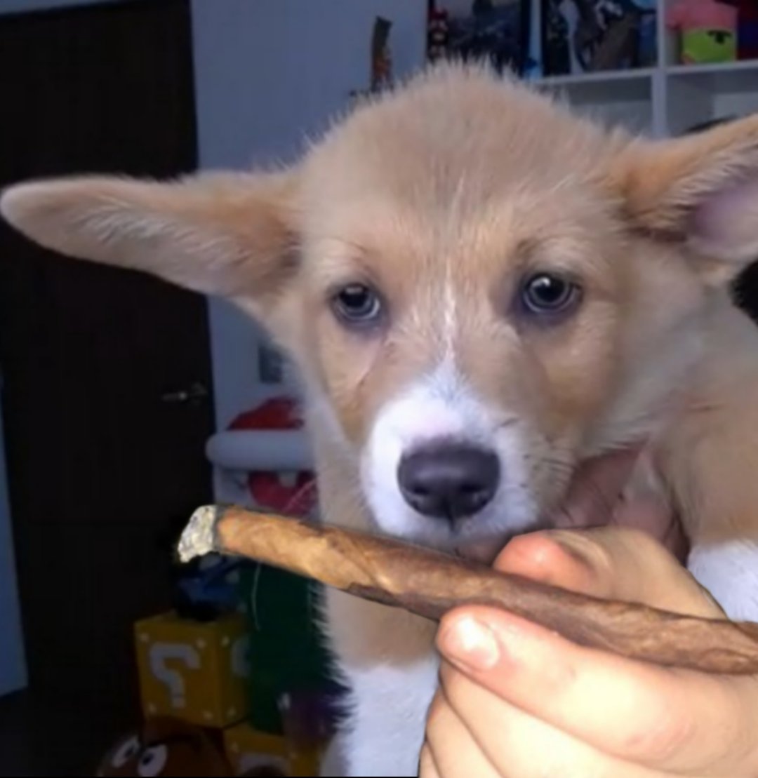 Rosprn's tweet photo. Zelda te ofrece un porro
¿Lo aceptas? https://t.co/LulBpaYCrq