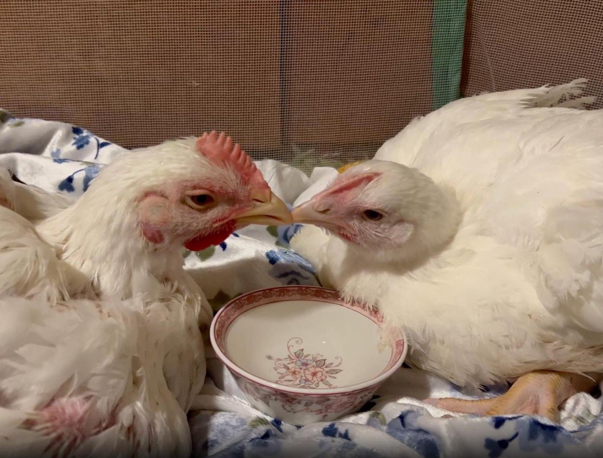Two years ago today, in the early hours of the morning, Vincent and Petunia were rescued from a Petaluma Poultry factory farm in Sonoma County. Petunia was found stuck on her back with a bloody, injured wing. Vincent was collapsed on the ground with a raging fever, too weak to