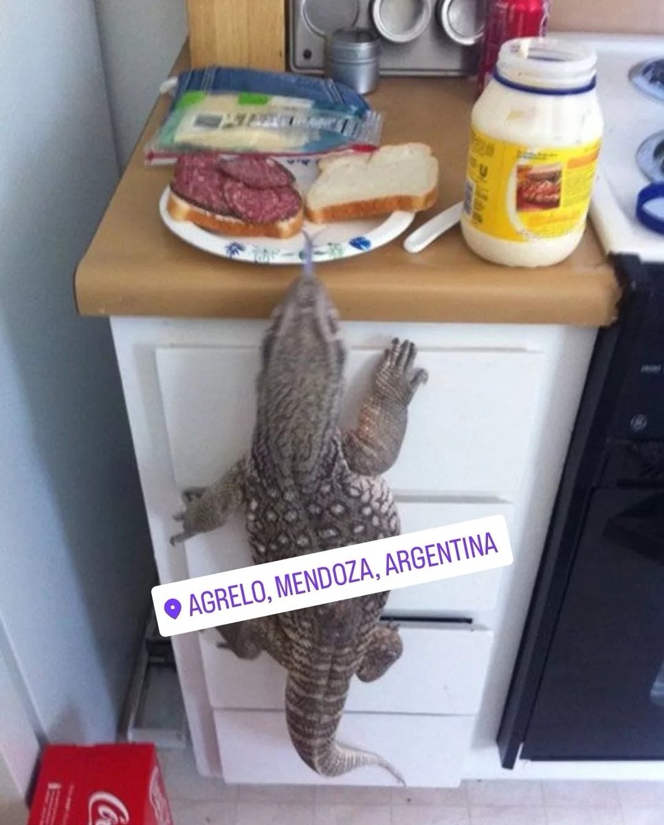 LuisPujolmdz's tweet photo. Spameo un lagarto overo salvaje cerca de donde vivo y se trató de lastrar un sánguche de salame con una cocucha.
cc: @circulovicioso8 @realjuanruocco @pablowasserman #Magaiba https://t.co/CB5Sblp0Qj