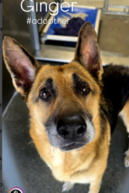 mapleveewesem's tweet photo. 🆘💔🆘Senior #GermanShepherd lady GINGER has been put on the Downey #California ACC euth list😲59 lb girl is easy to walk &amp; is OK with large, calm dogs, but good by herself too. Was stray but chipped &amp; no one came😠Adoption fee waived. info⬇️
#A5686083 https://t.co/iBz7U4FMiG