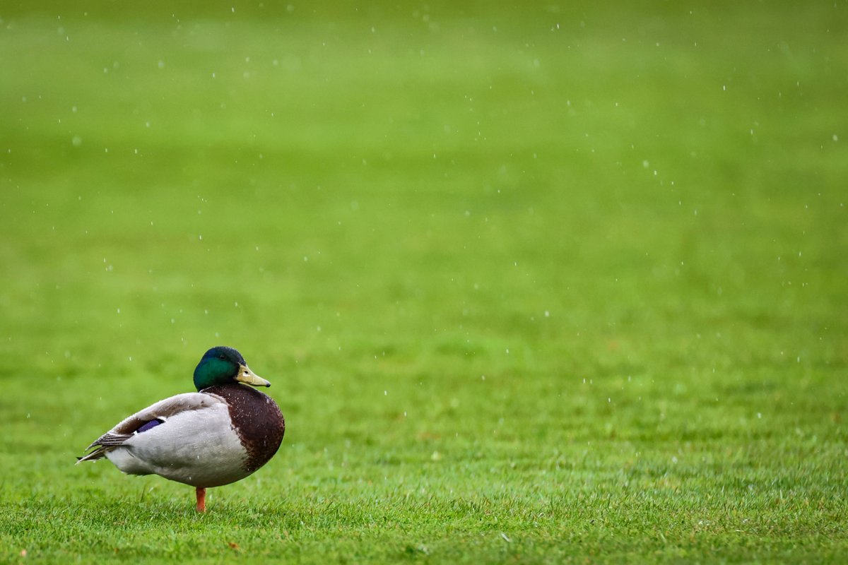 We've heard of <a href="/nonleaguedogs/">nonleaguedogs</a> - but has anyone heard of "non-league ducks" ? - this pair wouldn't leave the pitch at the Retford FC v <a href="/RetfordUnited/">Retford United</a> derby game!
