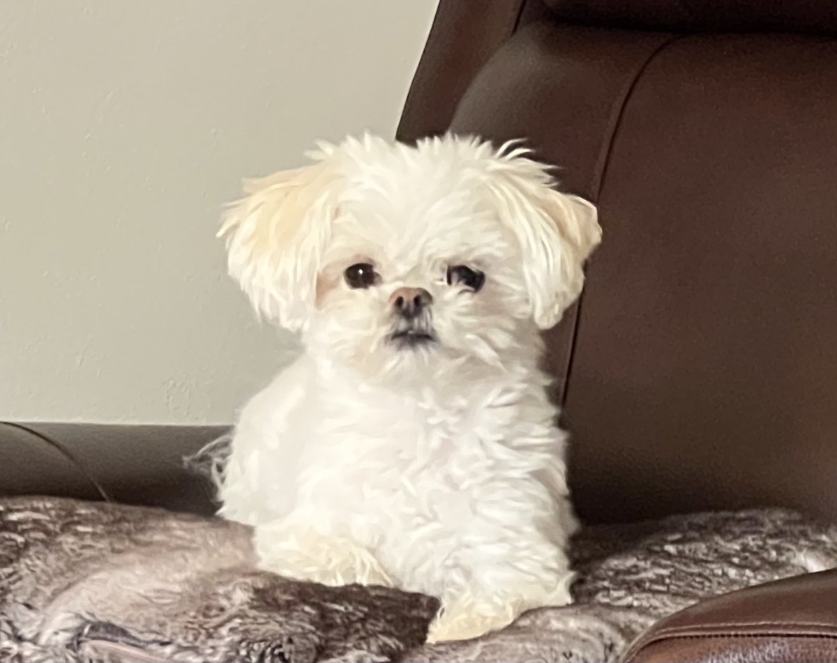 mbfanforever's tweet photo. @Phil_Sledge little Andy Cohen❤️🐶❤️ https://t.co/61Dn0KfbtK