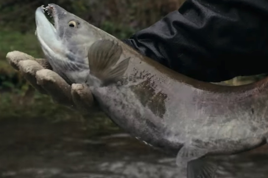 Media Play News (@mediaplaynews) on Twitter photo Doc 'Fish War' Available for Digital Rental and Sale From Virgil - Media Play News: mediaplaynews.com/doc-fish-war-a… <a href="/VirgilFilms/">Virgil Films</a> #Digital #VOD #documentary #EntertainmentNews #MediaPlayNews Doc 'Fish War' Available for Digital Rental and Sale From Virgil - Media Play News: mediaplaynews.com/doc-fish-war-a… <a href="/VirgilFilms/">Virgil Films</a> #Digital #VOD #documentary #EntertainmentNews #MediaPlayNews