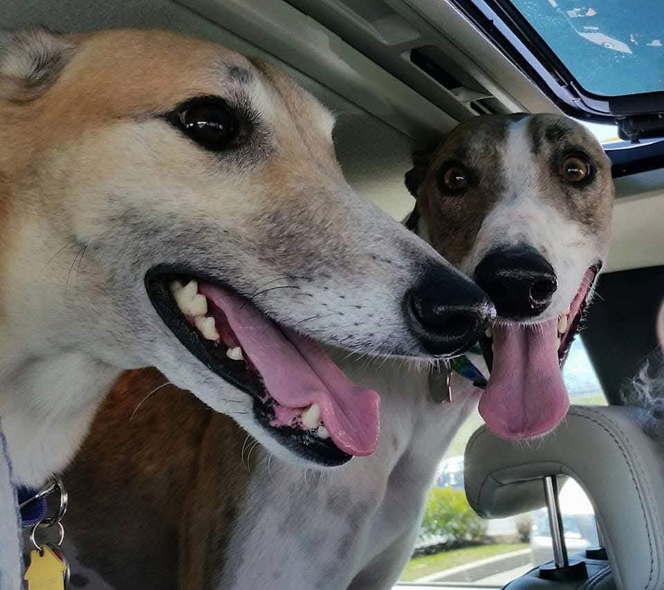 9 years ago, Butterface came home with Momma and BFF went home with Momma's friend. 

Today we learned BFF has bone cancer and even with treatment he would have at most 6 months to live.

Momma says she has no plans tonight but snuggling us and feeding us snacks.

#FuckCancer