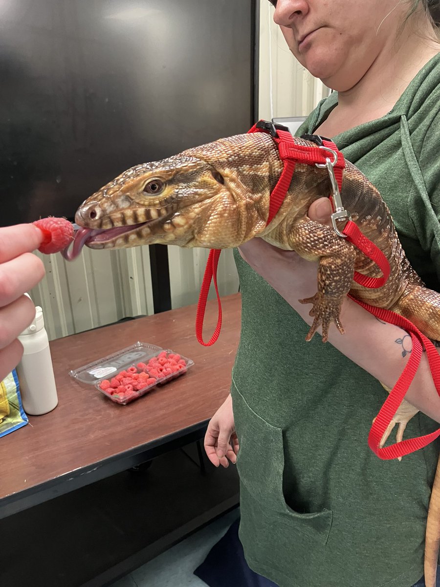 Animal Science had some visitors! Principal Atkinson loved spending time with the reptiles and students today!