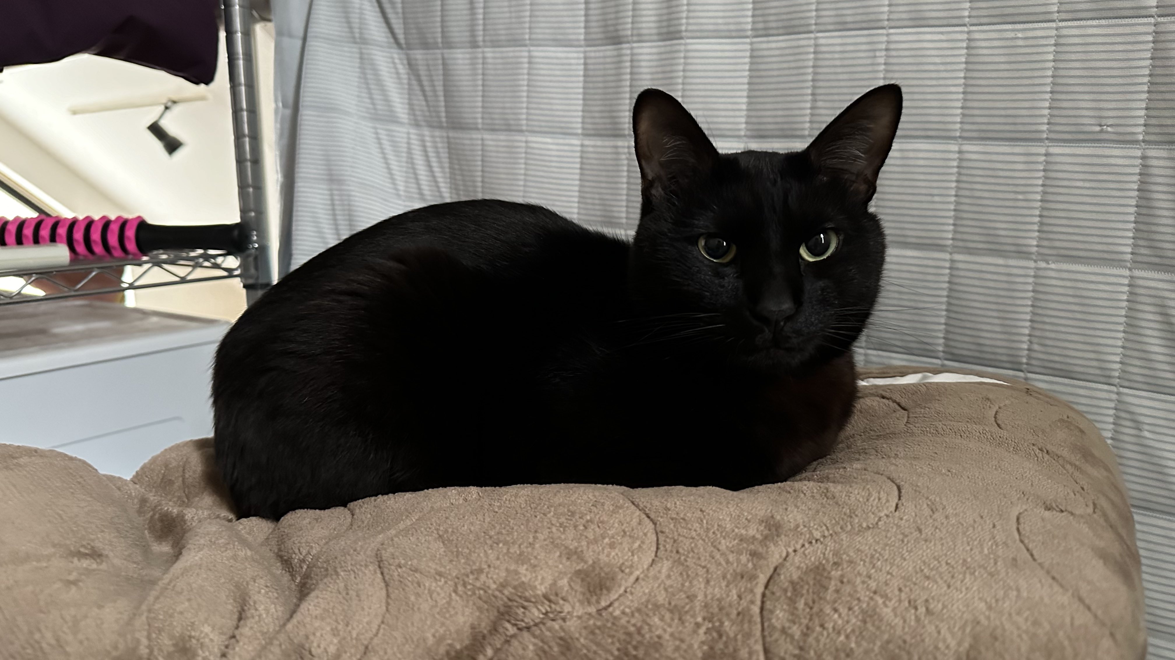 黒猫ちゃん、誕生日おめでとう！ | つぼちんのワイキキパラダイス