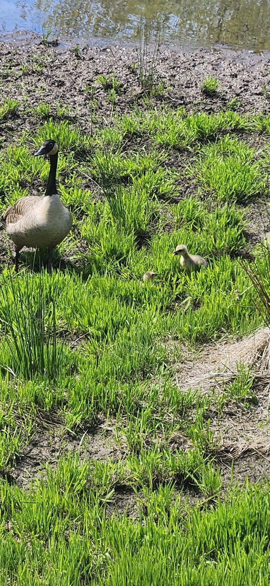 Llegaron las crías a las #CarrerasDeLaBarbaSabia