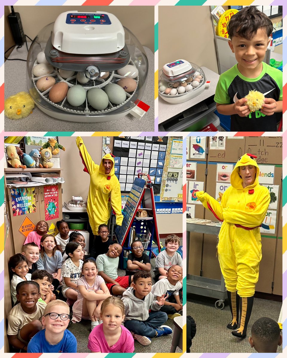 Heather Daugherty (@hddaugherty1) on Twitter photo Why did the chicken cross the road?! To bring our class eggs for the incubator of course!! We are ready for some BIG MEMORIES!! 🐣🐣🐣<a href="/HumbleISD_ESE/">Eagle Springs Elem</a> <a href="/edleaderHall/">Gayle Hall</a> <a href="/Blnorris05/">Becky Norris</a> #memorymakers Why did the chicken cross the road?! To bring our class eggs for the incubator of course!! We are ready for some BIG MEMORIES!! 🐣🐣🐣<a href="/HumbleISD_ESE/">Eagle Springs Elem</a> <a href="/edleaderHall/">Gayle Hall</a> <a href="/Blnorris05/">Becky Norris</a> #memorymakers