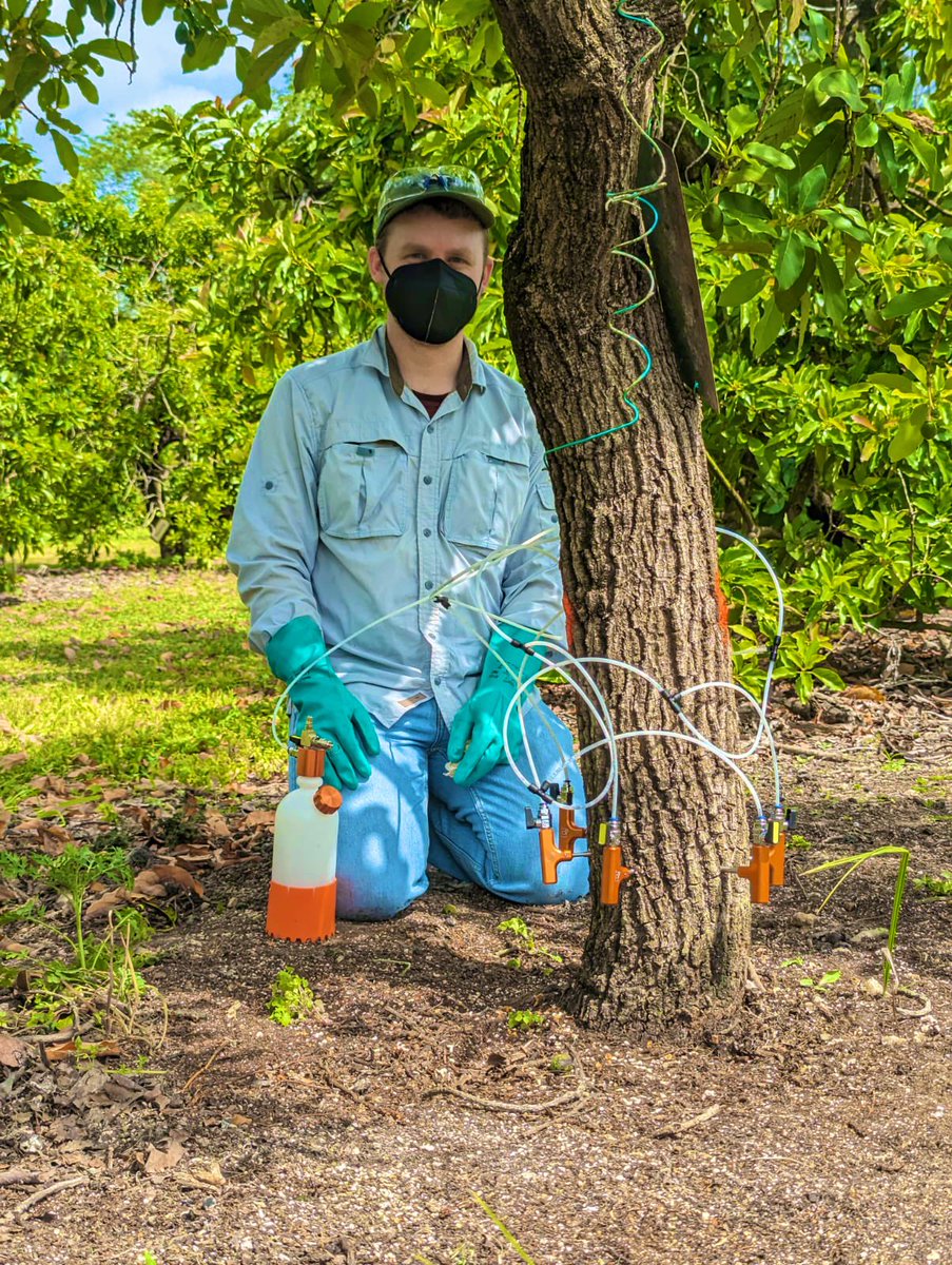 Tropical Plant Clinic & Research Lab (@clinicplant) on Twitter photo A day full of #avocado #aguacate 🥑🥑science 🤓🤓 First day of <a href="/pmanosalva1/">Patty Manosalva</a> visit to <a href="/UFTropical/">UF IFAS Tropical Research and Education Center</a> and the start of our field fungicide trial 💪🏼 
Great job by <a href="/andrewmann_/">Andrew Mann</a> <a href="/CaSendoyaC_/">Carlos A. Sendoya-Corrales</a> <a href="/fungindrublic/">Jorge Ronny Díaz Valderrama</a> and Lucas! 
<a href="/UFPlantPath/">UF/IFAS Plant Pathology Department</a> <a href="/IUFROdivision7/">IUFRO Division 7 Forest Health</a> <a href="/USDA_NIFA/">NIFA</a> <a href="/NifaScriAvocado/">NIFA SCRI Avocado</a> A day full of #avocado #aguacate 🥑🥑science 🤓🤓 First day of <a href="/pmanosalva1/">Patty Manosalva</a> visit to <a href="/UFTropical/">UF IFAS Tropical Research and Education Center</a> and the start of our field fungicide trial 💪🏼 
Great job by <a href="/andrewmann_/">Andrew Mann</a> <a href="/CaSendoyaC_/">Carlos A. Sendoya-Corrales</a> <a href="/fungindrublic/">Jorge Ronny Díaz Valderrama</a> and Lucas! 
<a href="/UFPlantPath/">UF/IFAS Plant Pathology Department</a> <a href="/IUFROdivision7/">IUFRO Division 7 Forest Health</a> <a href="/USDA_NIFA/">NIFA</a> <a href="/NifaScriAvocado/">NIFA SCRI Avocado</a>
