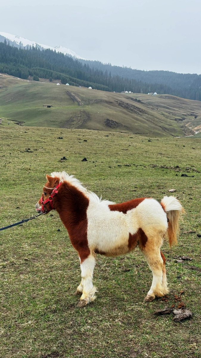 かわいい小さなポニーは雲のように軽やかで、その目には春全体の優しさが宿り、その一歩一歩がおとぎ話のような足跡を残します 🐴💕 #馬