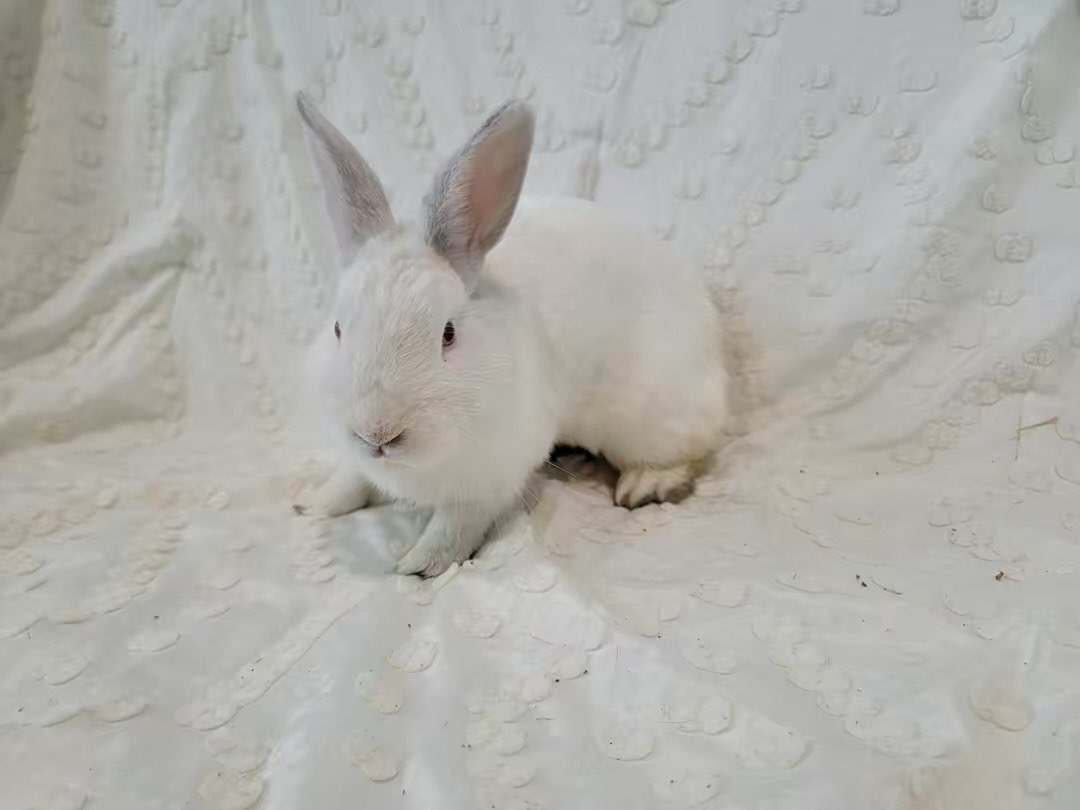 eastvalleybunnyguineapigs tweet media