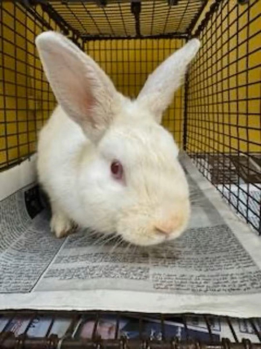 eastvalleybunnyguineapigs tweet media