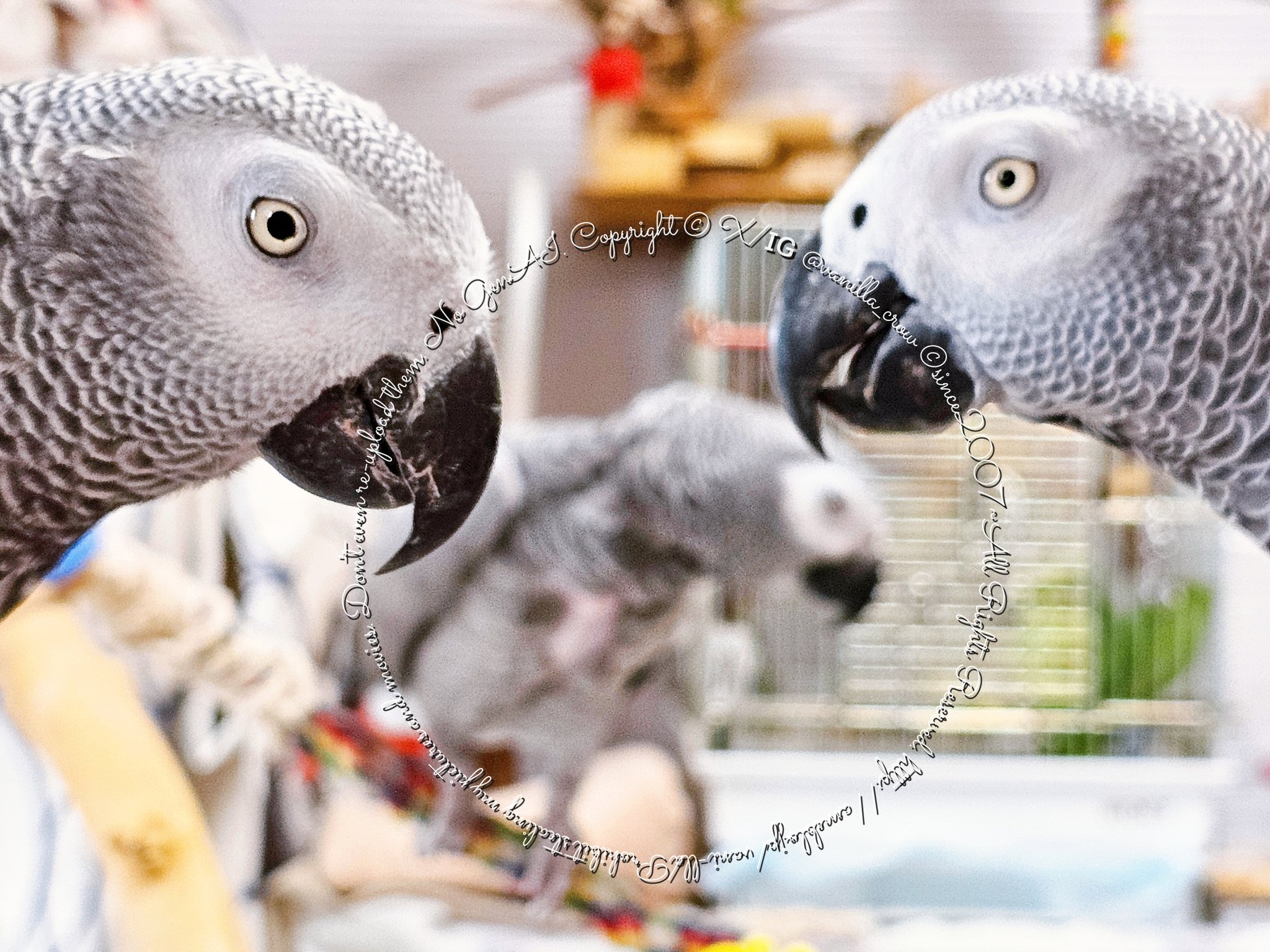 Amazon.co.jp: Hiceeden インコの巣箱 2個パック 天然木の鳥の