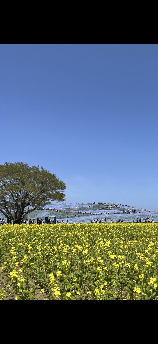 HATORImatt's tweet photo. ひたち海浜公園！

ネモフィラと空！ https://t.co/YUBFcjnCGF