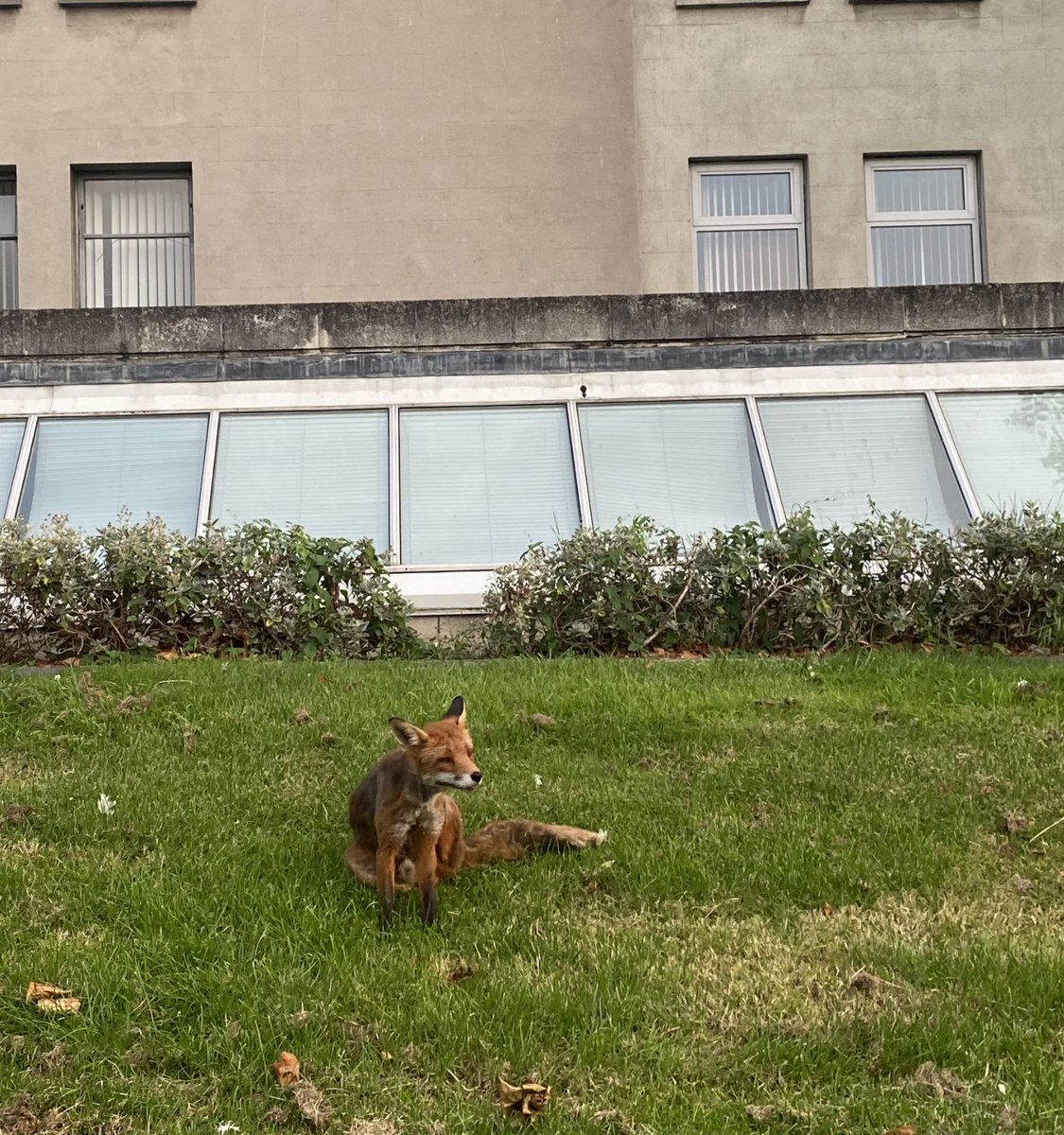 Sam, the beloved Trinity Fox, recently passed away. Nicknamed ‘Sam’ by staff &amp; students, he was a familiar sight on campus, &amp; became a celebrity during the pandemic, having the run of Dublin city centre. Read more here 
tcd.ie/news_events/ar…
#TrinityFox