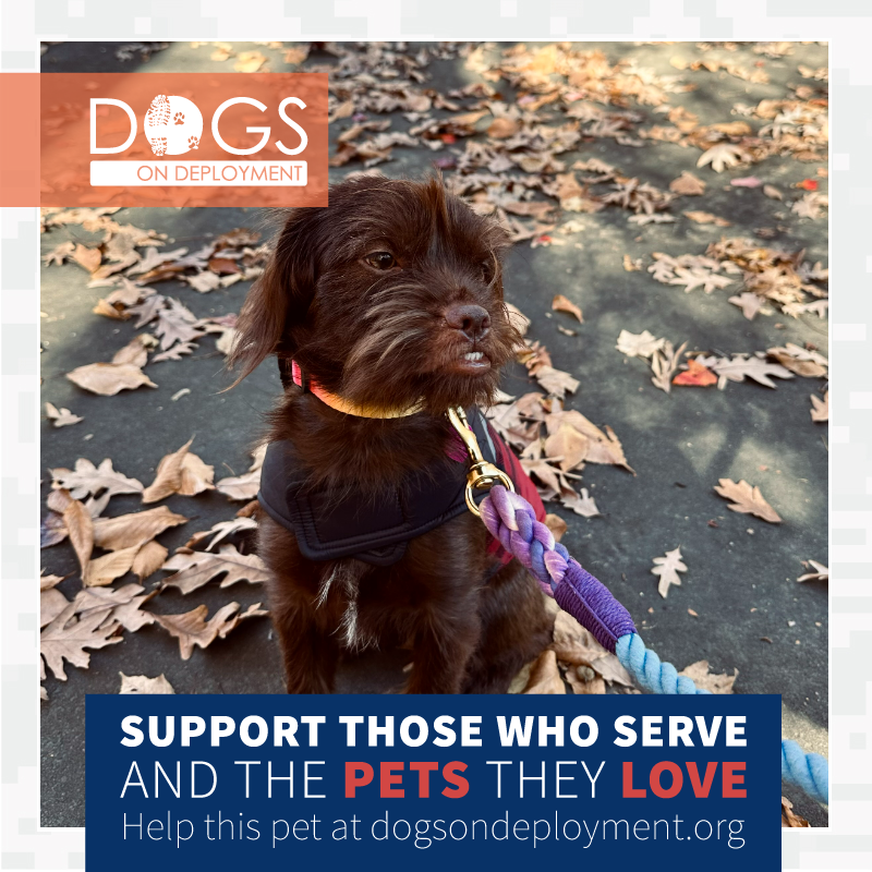 DogsonDeploymnt's tweet photo. ๐ถ Mandu
๐๏ธ May 4, 2025 - May 17, 2025
๐ Springfield, VA (owner is willing to travel to nearby cities)
๐ https://t.co/yzph6Yrszi (Must be registered as a DoD Boarder & logged on to view all info)
#DoDFoster #FosterPet #DogsonDeployment #DoDMission #Springfield #Virginia https://t.co/g2VUXTo6C1