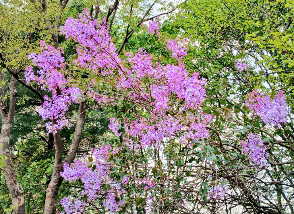 꽃이 예뻐 보게 되고 
향이 좋아  자세히 
보게 되어
발걸음 멈추게 하는  라일락꽃