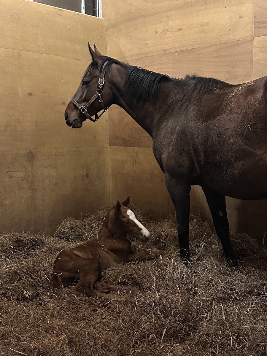 Versailles_Farm's tweet image. 昨日17時ごろ
ジャポニカスタイルが元気な男の子を出産しました🐎
父はサリオスです！
派手なお顔でとても元気なかわいい子です😍
スタッフに見守られての初一人立ちは
地面をずっとふみふみして頑張ってました💓

#ジャポニカスタイル
#ジャポニカスタイル2025
#サリオス産駒…