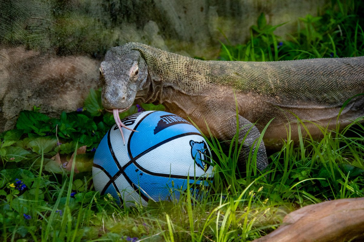Memphis Zoo (@memphiszoo) on Twitter photo Hey <a href="/memgrizz/">Memphis Grizzlies</a>, need a sub? Ophelia wants to play! Ophelia doesn't believe in mercy. Ophelia has never missed a layup. 😤 We've got your back, Grizz! Good luck! 🐻
#memphiszoo #grizzlies #komododragon Hey <a href="/memgrizz/">Memphis Grizzlies</a>, need a sub? Ophelia wants to play! Ophelia doesn't believe in mercy. Ophelia has never missed a layup. 😤 We've got your back, Grizz! Good luck! 🐻
#memphiszoo #grizzlies #komododragon