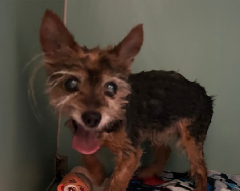 Morgan Fairchild's Dogs tweet media