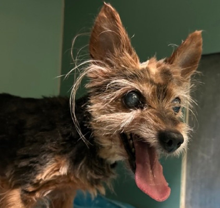 Morgan Fairchild's Dogs tweet media