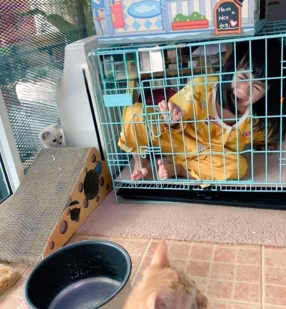 Orange cat behaviour..😂😂