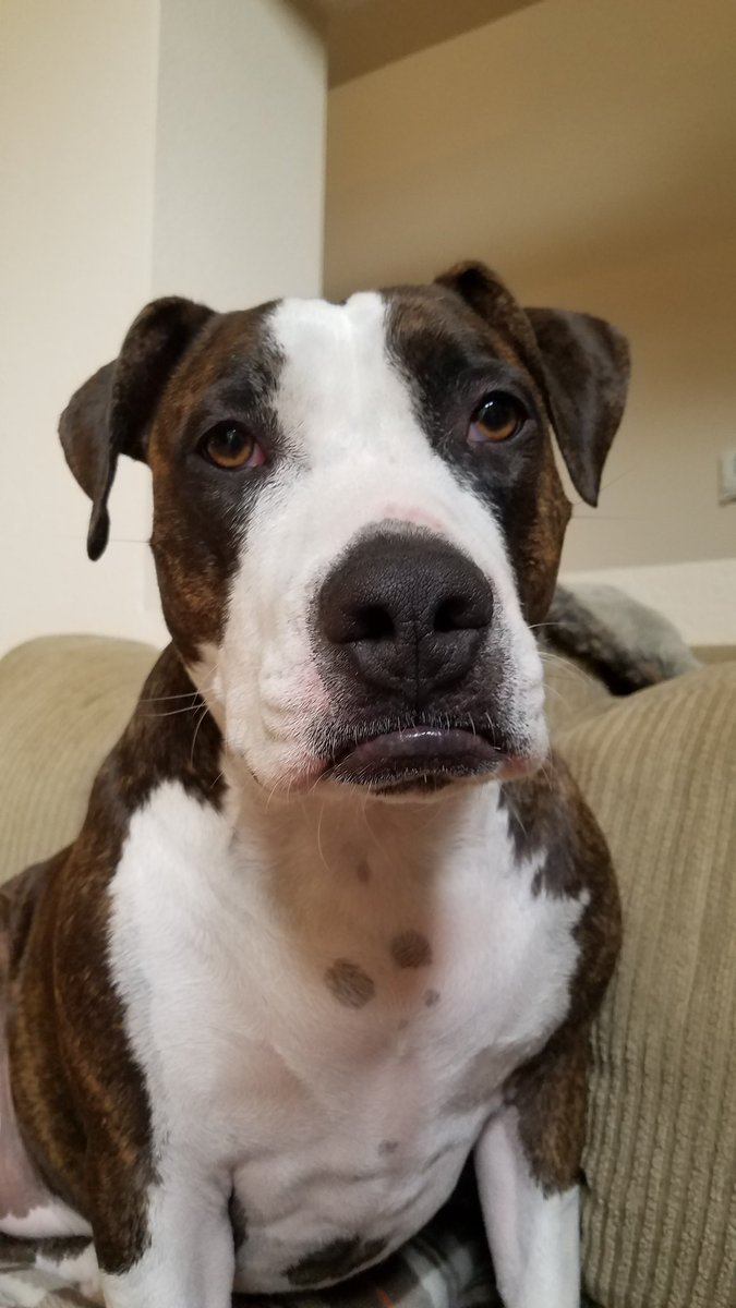 cmecrash's tweet photo. That lip though... 😆😂🤣
#Amstaff #MondayVibes