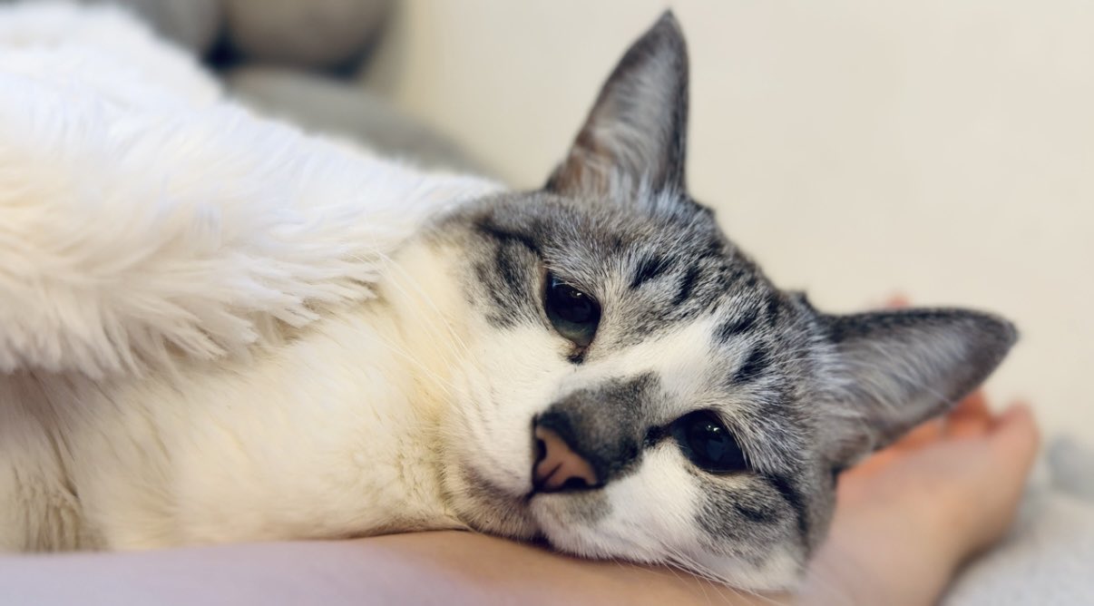 ぴえん猫ミント on X: 