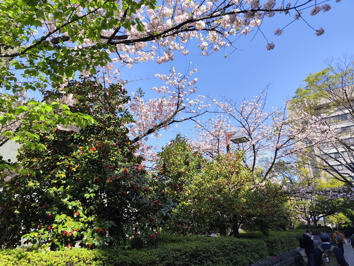 godcedar1's tweet photo. 勾当台公園駅　
県庁側出口からでると
今！見事🌸
朝からなんか得☺️した！！

本当に景観のバランスがイイ〜👍️。 https://t.co/Hm7q6gixHx