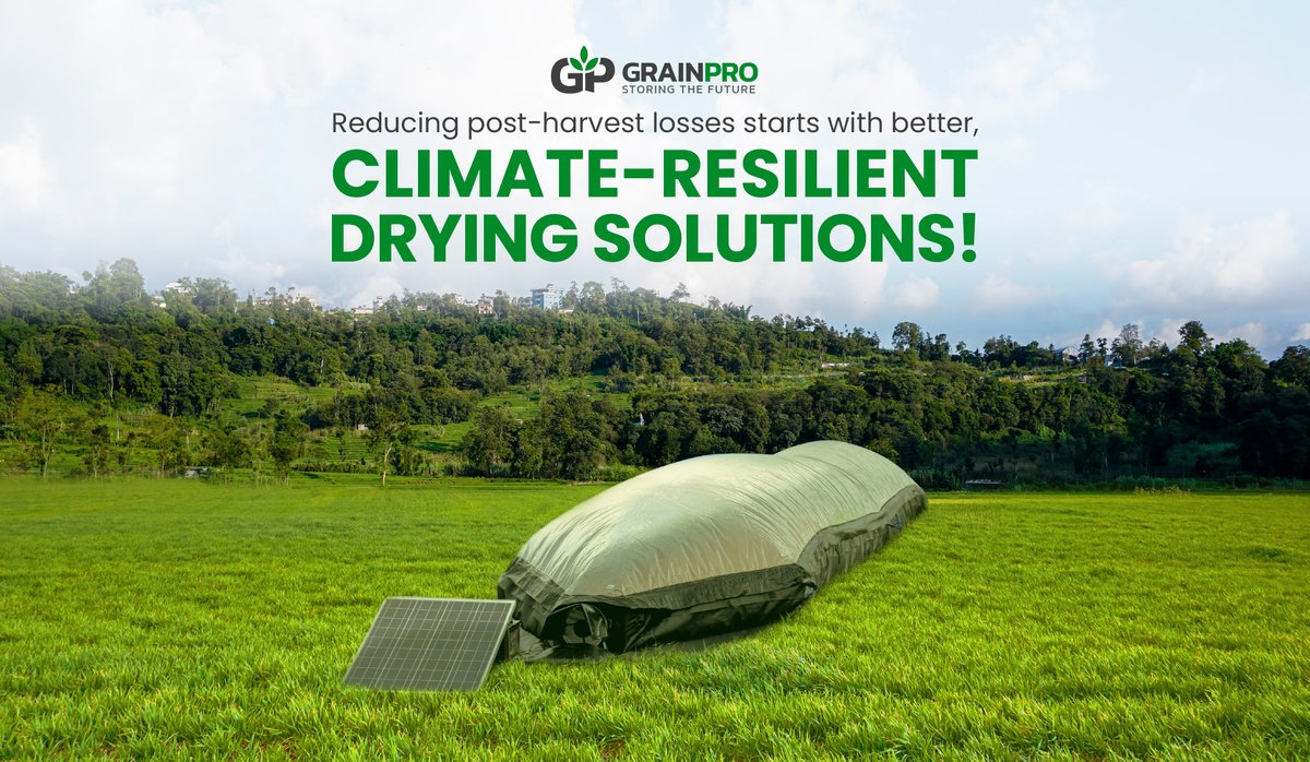grainproinc's tweet image. Elevate your post-harvest drying with the Bubble Dryer™!

Available in both electric and solar options, this energy-efficient #dryer allows for faster drying times in optimal conditions while providing security during sudden rains.

#PostHarvest #Drying #SustainableAgriculture