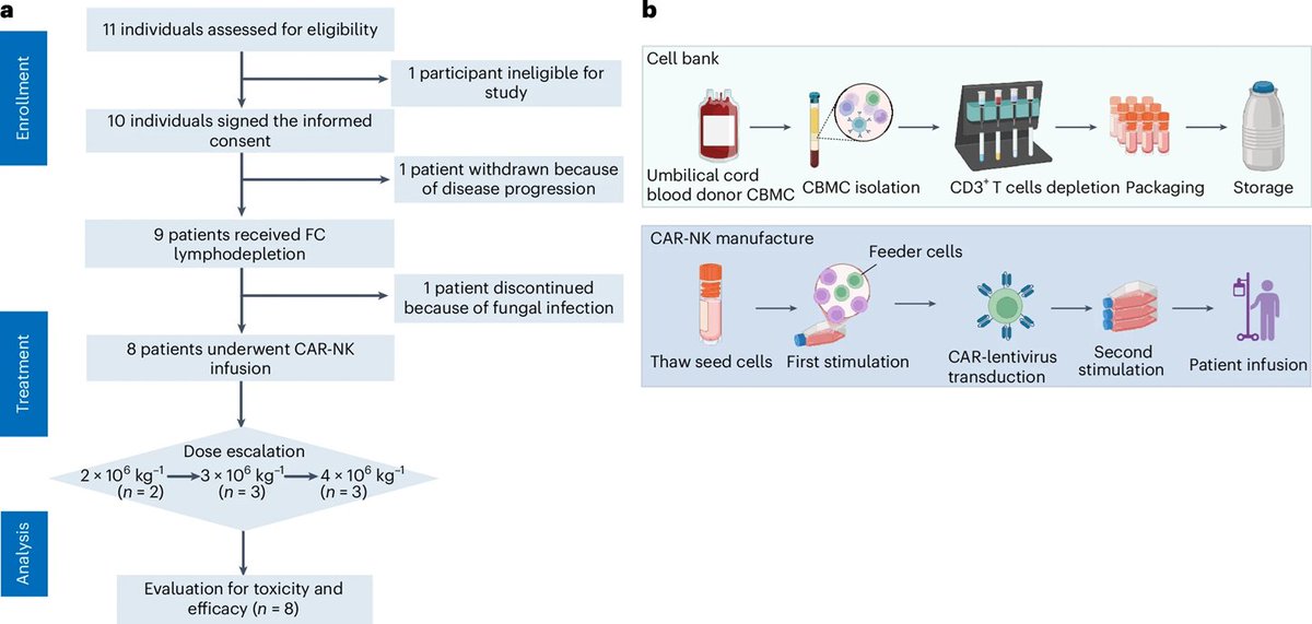 Cell Therapy News (@celltherapynews) on Twitter photo In a recent Phase I trial, investigators from Zhejiang University showed that CD19-BBz CAR-NK cells were feasible and therapeutically safe, capable of inducing durable response in patients with B cell #lymphoma. 🩺
<a href="/NatureCancer/">Nature Cancer</a> | go.nature.com/4jJlVrE In a recent Phase I trial, investigators from Zhejiang University showed that CD19-BBz CAR-NK cells were feasible and therapeutically safe, capable of inducing durable response in patients with B cell #lymphoma. 🩺
<a href="/NatureCancer/">Nature Cancer</a> | go.nature.com/4jJlVrE