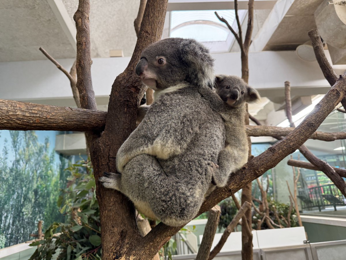 hirakawazoo's tweet photo. #コアラ のつくし親子の体重測定を行いました🐨
仔は母親から離れると不安になるため、ぬいぐるみに掴まってもらっています(^^)/
母親のつくしは初めての子育てを上手にしています☆
#コアラ丼 #マグマシティ #平川動物公園 #koala #日本一のコアラ飼育頭数 https://t.co/MoWKMxxVRb