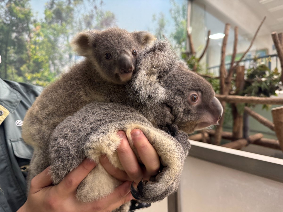 hirakawazoo's tweet photo. #コアラ のつくし親子の体重測定を行いました🐨
仔は母親から離れると不安になるため、ぬいぐるみに掴まってもらっています(^^)/
母親のつくしは初めての子育てを上手にしています☆
#コアラ丼 #マグマシティ #平川動物公園 #koala #日本一のコアラ飼育頭数 https://t.co/MoWKMxxVRb