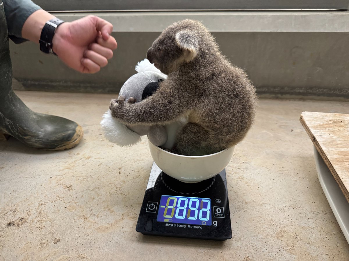 hirakawazoo's tweet photo. #コアラ のつくし親子の体重測定を行いました🐨
仔は母親から離れると不安になるため、ぬいぐるみに掴まってもらっています(^^)/
母親のつくしは初めての子育てを上手にしています☆
#コアラ丼 #マグマシティ #平川動物公園 #koala #日本一のコアラ飼育頭数 https://t.co/MoWKMxxVRb