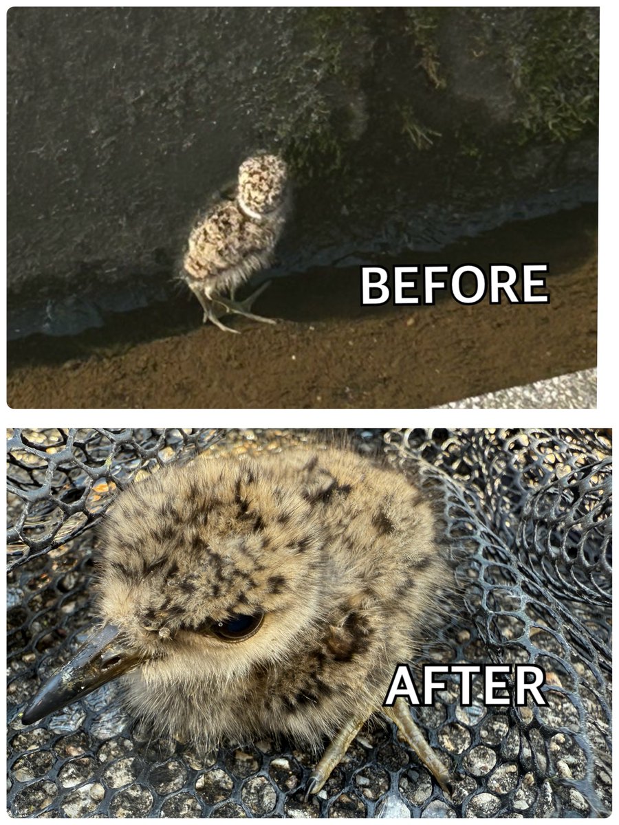 水路に落ちた野鳥のヒナを救出の記録写真