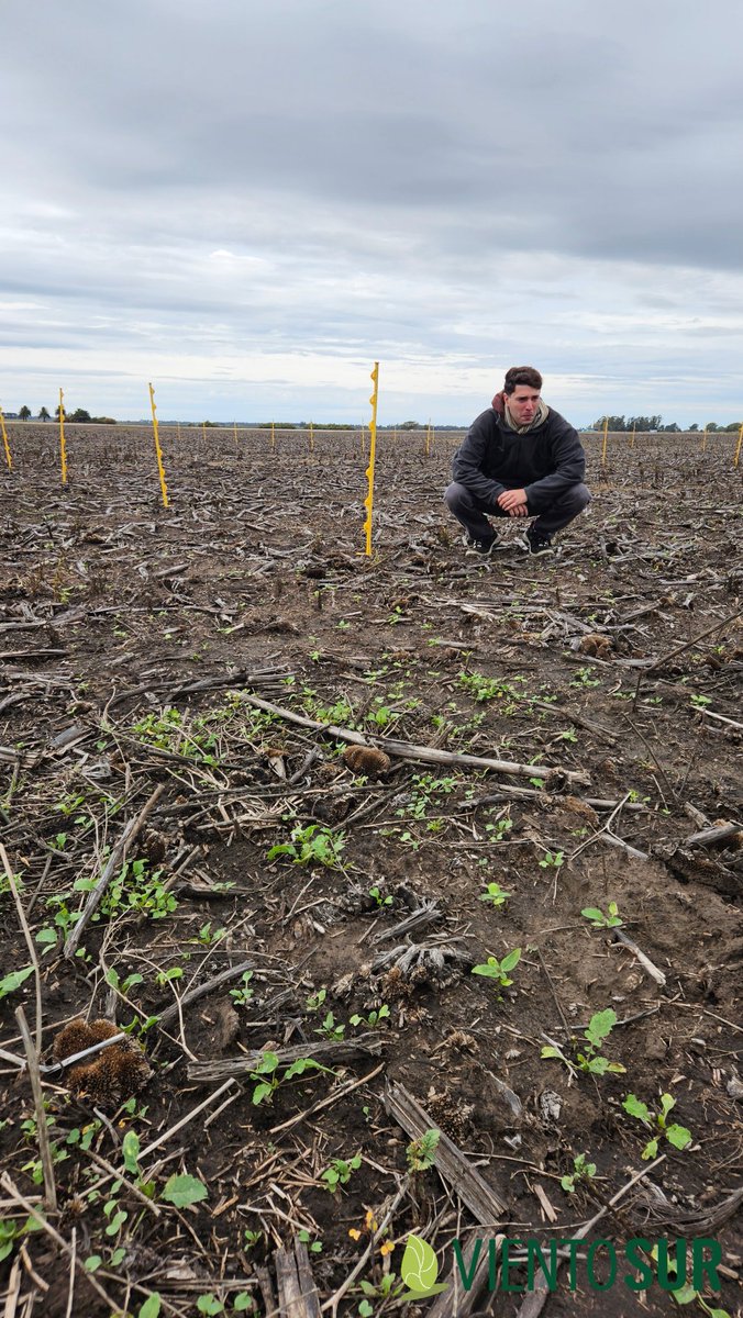 Viento Sur (@vientosuragro) on Twitter photo Ensayo de residuales para crucíferas #Voraxor.
Segunda evaluación y sumando ✅️
#Experimentación 🧠🧐
<a href="/BASF_Agro_ARG/">BASF Agro Argentina</a> Ensayo de residuales para crucíferas #Voraxor.
Segunda evaluación y sumando ✅️
#Experimentación 🧠🧐
<a href="/BASF_Agro_ARG/">BASF Agro Argentina</a>