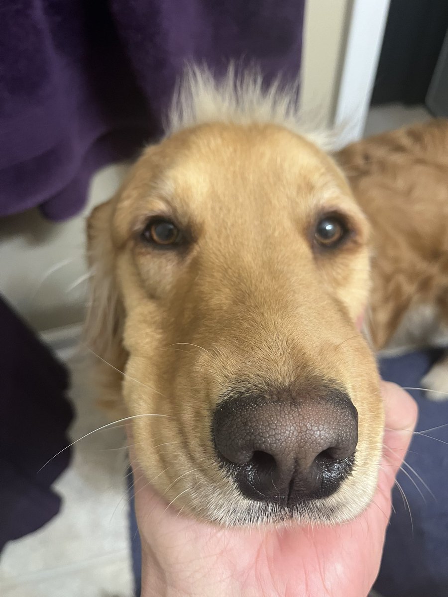 Anyone else ever seen a golden retriever with spiked hair?  I think Bella should have been a mascot for a 1980s punk rock band.