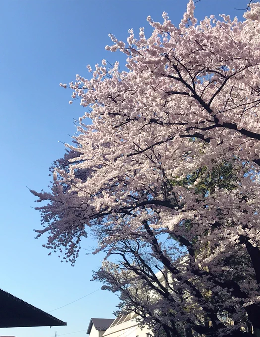 左の影になってる枝良い