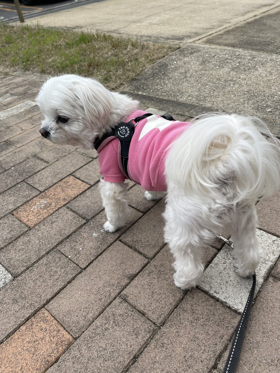 Kou54762677's tweet image. おはようございます
無理せずにゆっくりです
嫌な事あっても気持ち切り替え
何とかなる
大丈夫だから今がありますからね!
気持ちスイッチ切り替え大事です!
3泊4日南九州出張でーす