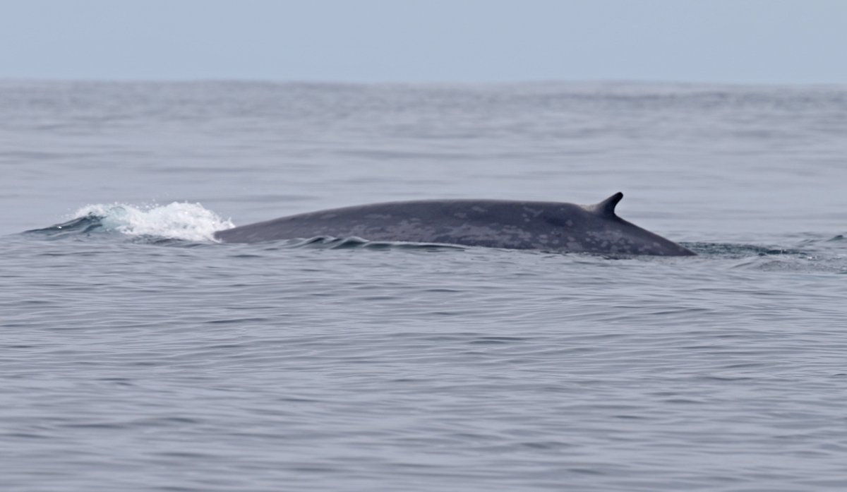 Blue Whale-Terceira-April 2025, the timing of this trip was to coincide with the migration of this species through Azorean Water's. Seen here on my 2nd boat trip I was pleased to connect with the largest animal in the world, the skipper advised us it was 25m minimum in length.