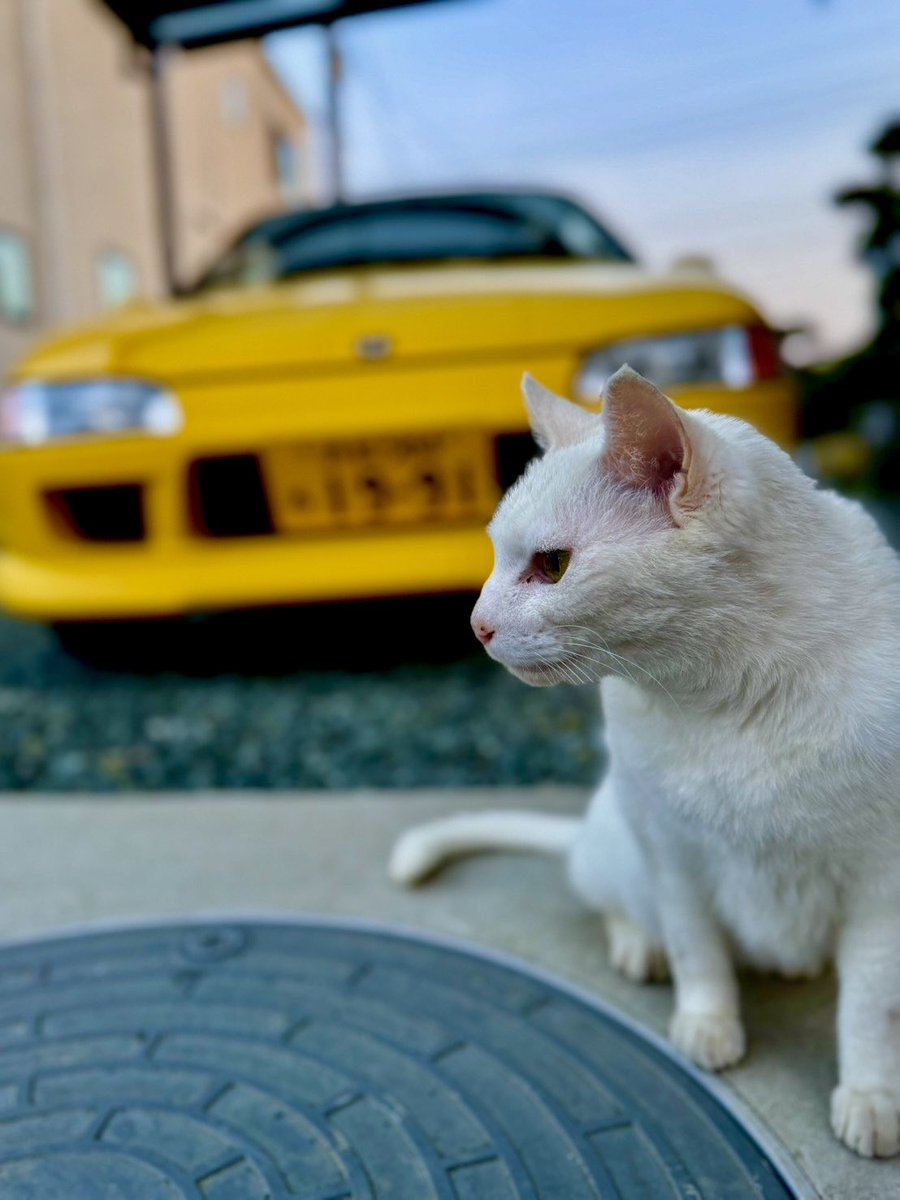nao1880's tweet photo. にゃんこ🐱とBEAT https://t.co/8gd8liSMGx
