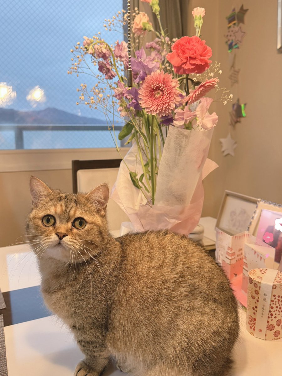 karenren3171's tweet image. 𝐺𝑜𝑜𝑑 𝑚𝑜𝑟𝑛𝑖𝑛𝑔︎ 

お花の前で菜々ちゃんポージング💕
菜々華も似合うかにゃ？

朝ソングは軽めの1曲で🎶
 #crashAdams 
 youtu.be/W3qYDdikfdE?si…

いつも見て下さってありがとうございます🐈🐾

皆様素敵な一日を✨🍀
 #菜々華の成長記録 #ブラウンズの日常 #ねこかわいいね