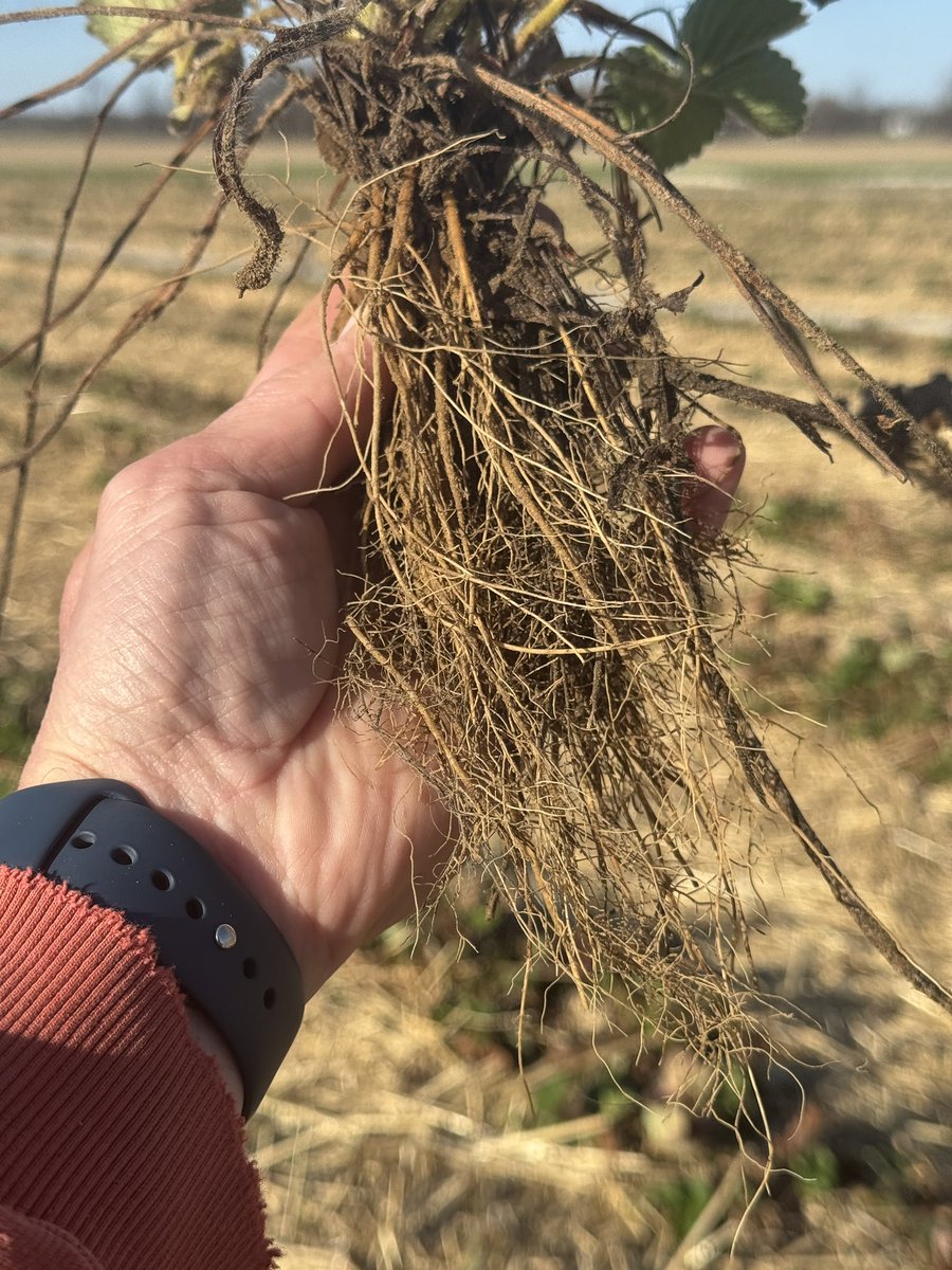 I have been having severe black root rot problems on second year Jewels so I stepped up my drip applications of fungicide.  This field had two apps of Orondis Gold, two of Rhyme and one of Velum last summer.  Roots look amazing this year. Hopefully leads to a great crop.